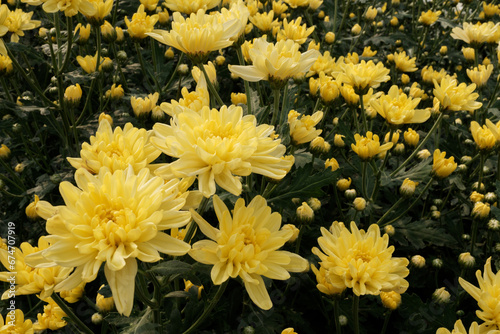 yellow chrysanthemums, A cluster of yellow flowers, with a variety of shapes and sizes, blooms on a bush. The flowers are surrounded by green leaves, and they are backlit by the sun.