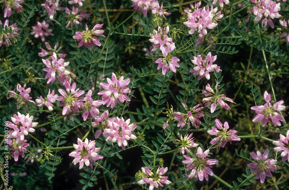 Fototapeta premium Securigera varia, coronille bigarrée, coronille changeante