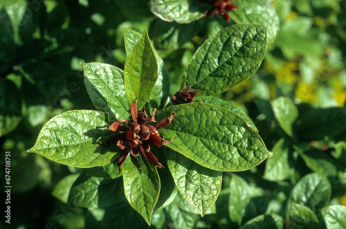 Calycanthus floridus, Arbre aux anémones, Arbre Pompadour