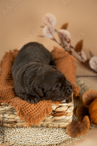 Warm vertical studio photo of newborn puppy of chocolate labrador retriever dog laying in basket in autumn decor with knitted pumpkins and brown leaves on beige background