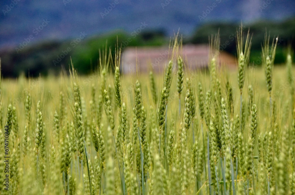 Fototapeta premium field of wheat
