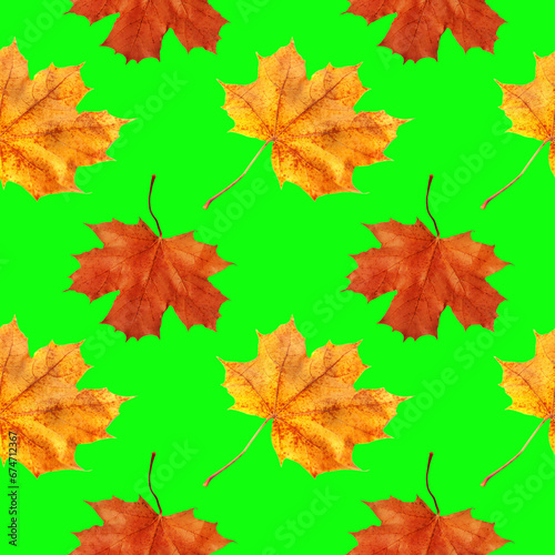 Repeating pattern of yellow and green maple leaves on a green background