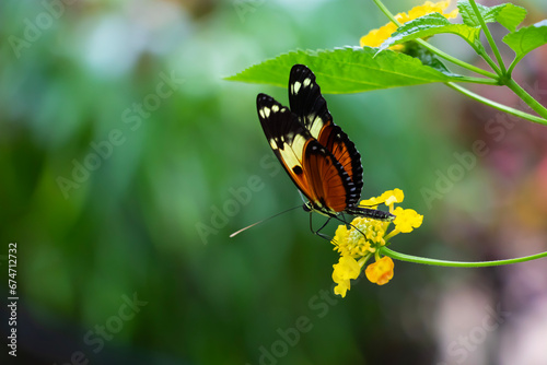 butterfly on a lantana
