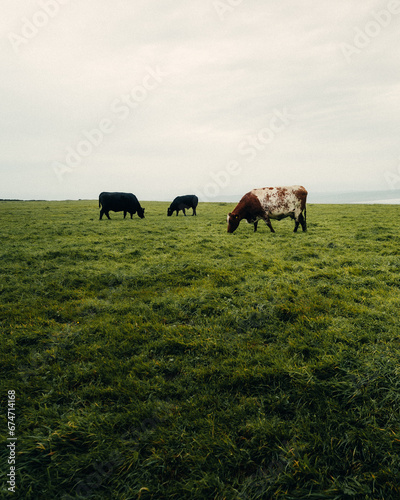 Vacas en Irlanda