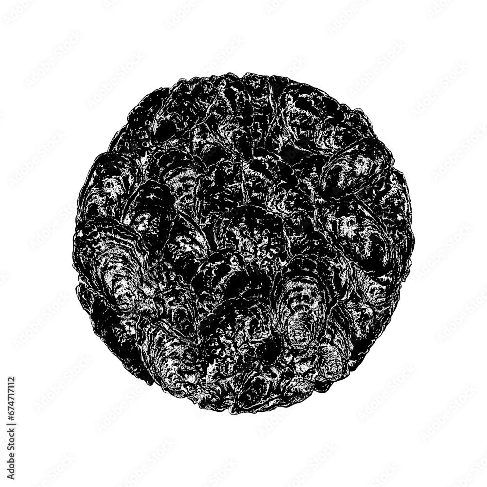 oysters circle hand drawing vector isolated on background. oysters circle hand drawing vector isolated on background.