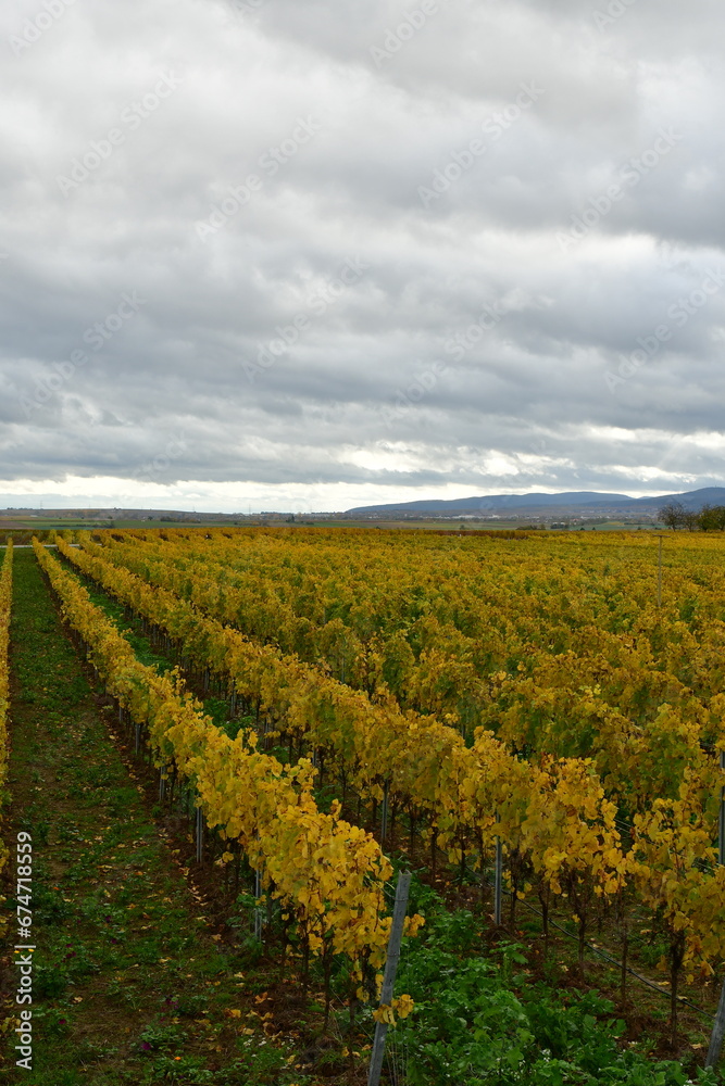 Vineyards line row in the Palatinate Forest in fall autumn colorfull