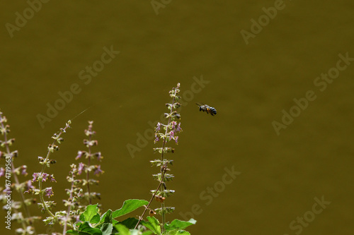 Macro view of a honey bee flying mid air to steal honey and pollination