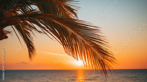 Palm tree during the sunset  wallpaper