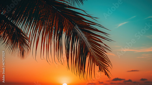 Palm tree during the sunset  wallpaper