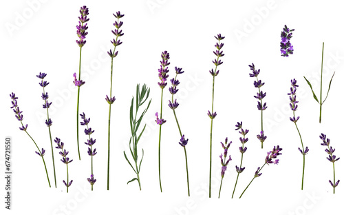 ser .Lavender flowers isolated on white background. Set of lavender twigs and flowers. Different inflorescences and sizes. isolated on white background photo