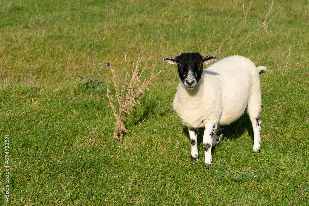 Young black faced sheep standing staring at the camera on a sunny autumn day among a group of six Young black faced sheep standing staring at the camera on a sunny autumn day among a group of six