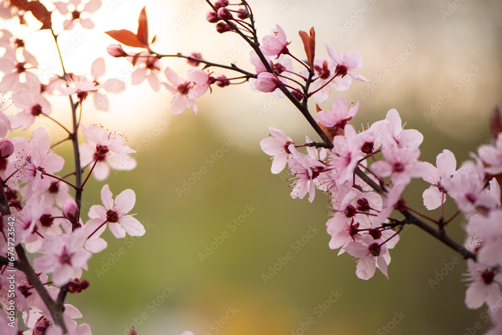 Beautiful pink flowers of bloom plum tree against evening sunset light and blurred bokeh. Spring seasonal floral background. Plum blossoming close up. Beautiful pink flowers of bloom plum tree against evening sunset light and blurred bokeh. Spring seasonal floral background. Plum blossoming close up.