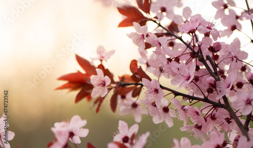 Beautiful pink flowers of bloom plum tree against evening sunset light and blurred bokeh. Spring seasonal floral background. Plum blossoming close up. © Hanna Aibetova