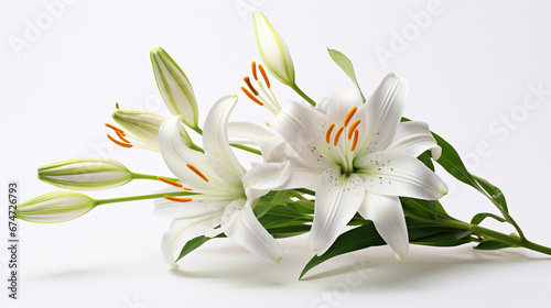 Beautiful lily flowers on white background © frimufilms