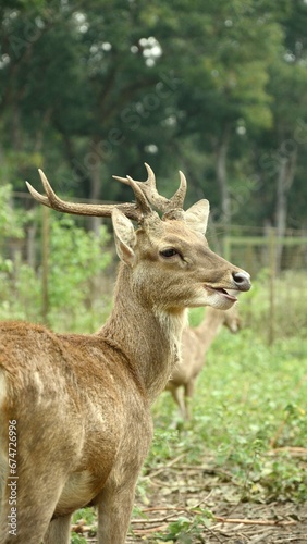 what's up, deer? © Bunga Amalia R