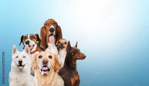 A bunch of happy cute dogs on color background
