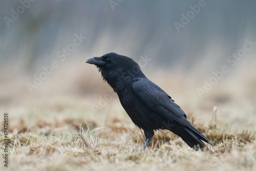 Bird beautiful raven Corvus corax North Poland Europe