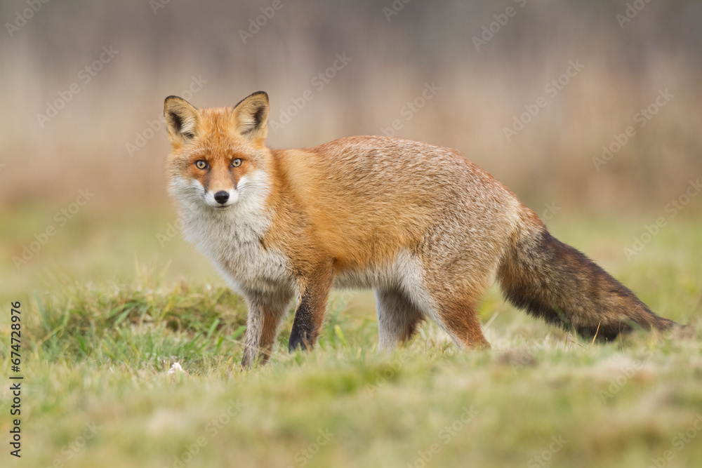 Fox Vulpes vulpes in natural scenery, Poland Europe, animal walking among meadow Fox Vulpes vulpes in natural scenery, Poland Europe, animal walking among meadow