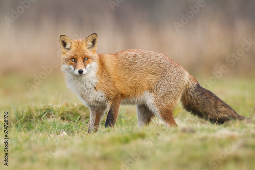 Fox Vulpes vulpes in natural scenery, Poland Europe, animal walking among meadow © Marcin Perkowski