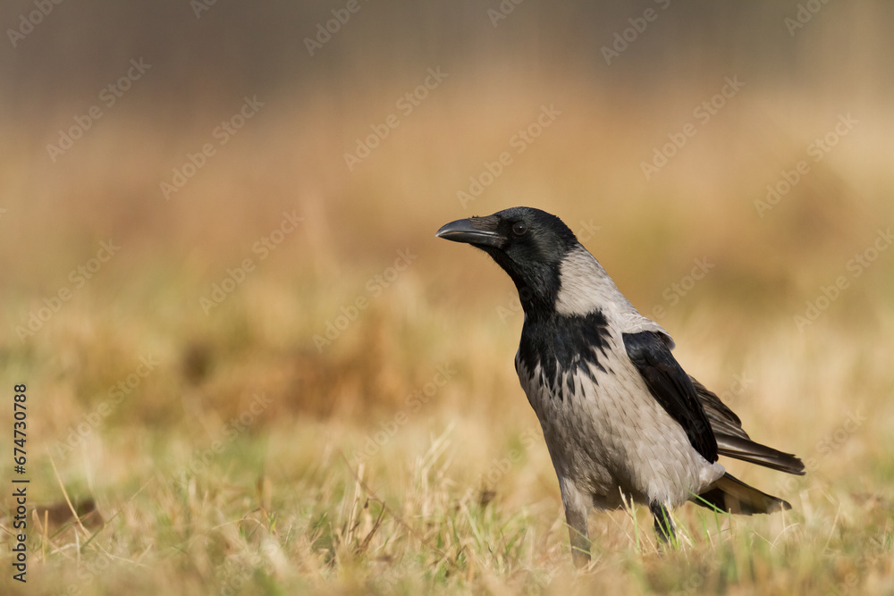 Bird - Hooded crow Corvus cornix in amazing blurred background Poland Europe Bird - Hooded crow Corvus cornix in amazing blurred background Poland Europe