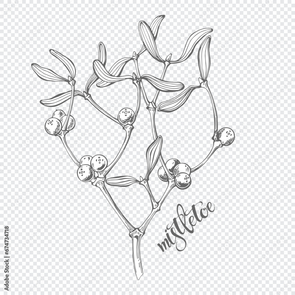 Mistletoe. Christmas flowers, unique hand drawn sketch element with white fill, isolated element for design. Vector illustration. Perfect for decoration, invitation, card, poster. Mistletoe. Christmas flowers, unique hand drawn sketch element with white fill, isolated element for design. Vector illustration. Perfect for decoration, invitation, card, poster.