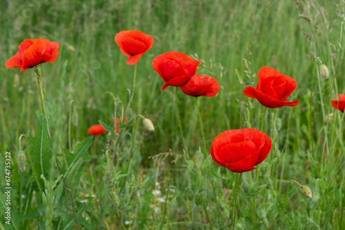 red poppies on a green field