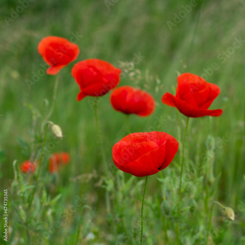 red poppies on a green field