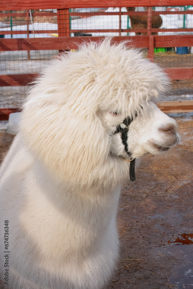 Alpacas on the farm. Portrait closeup of white alpaca. Alpacas on the farm. Portrait closeup of white alpaca.