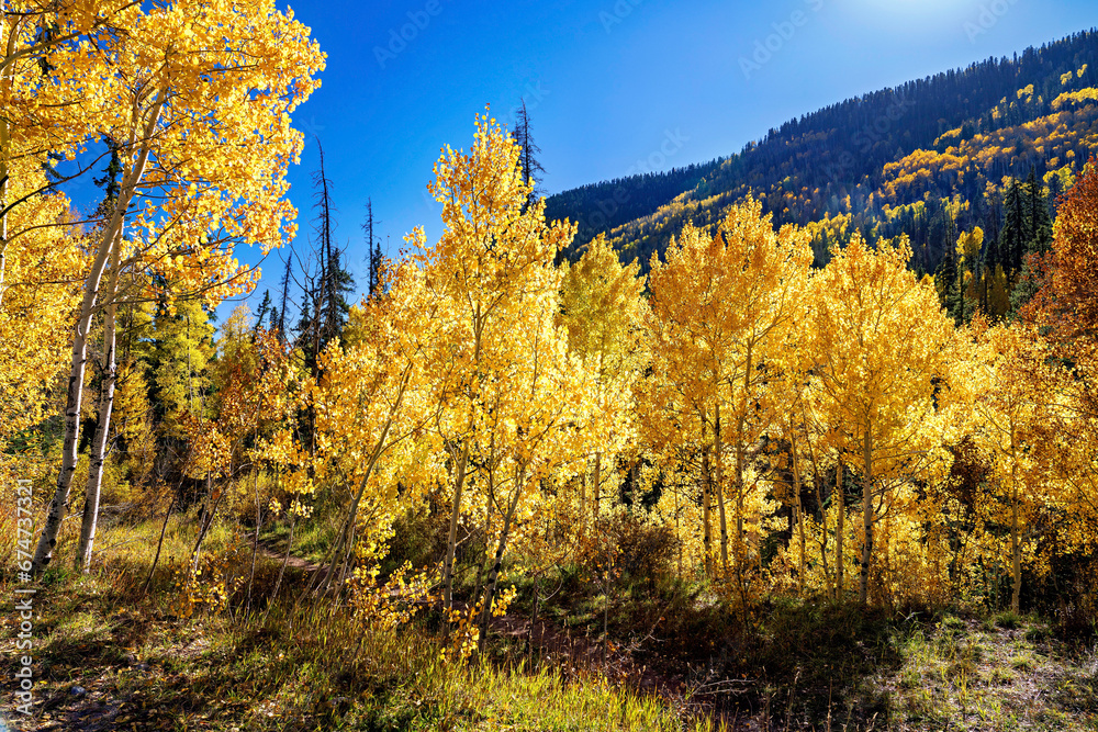 Autumn Aspen Trees in mountains in fall