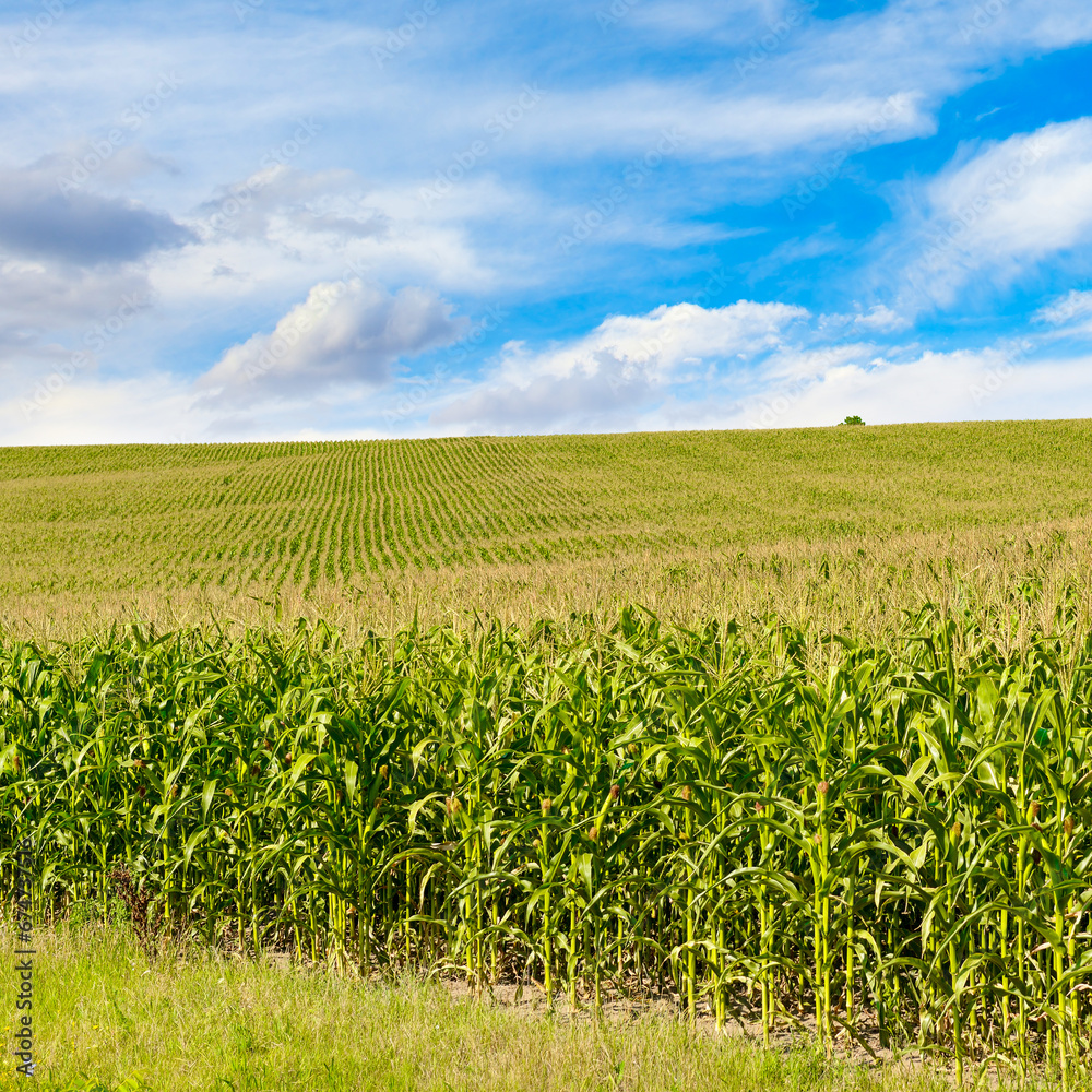 Corn field with ripe ears corn and blue sky.