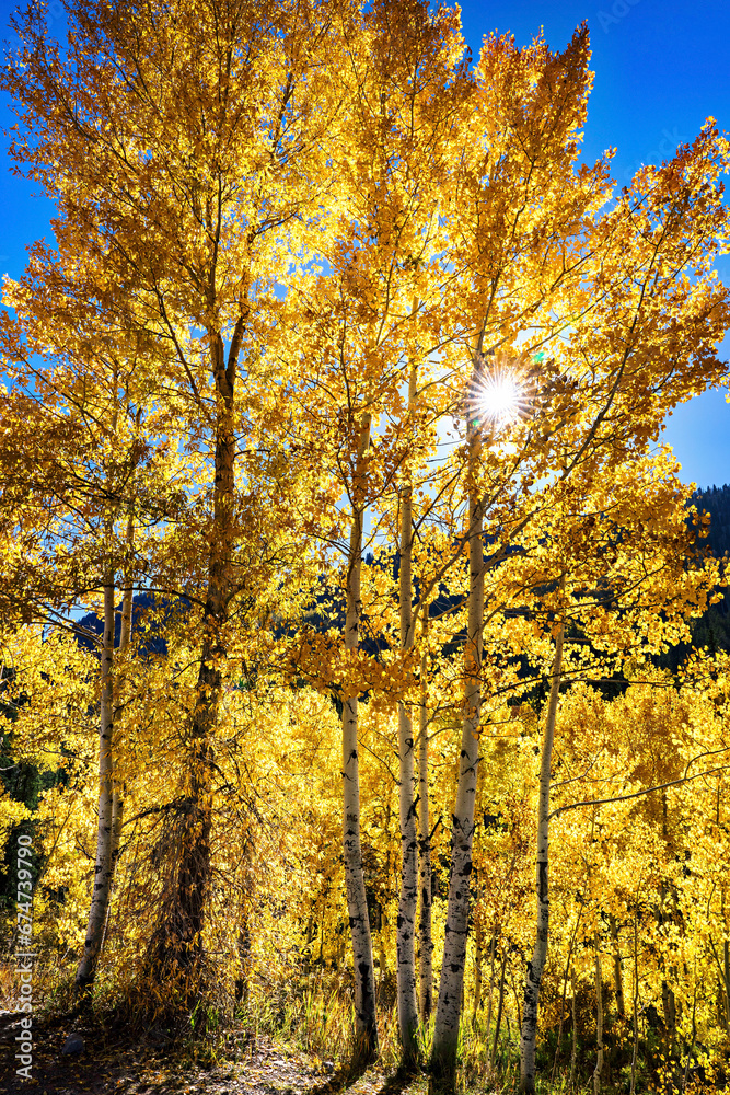 Autumn Colors in Aspen Trees with Sun