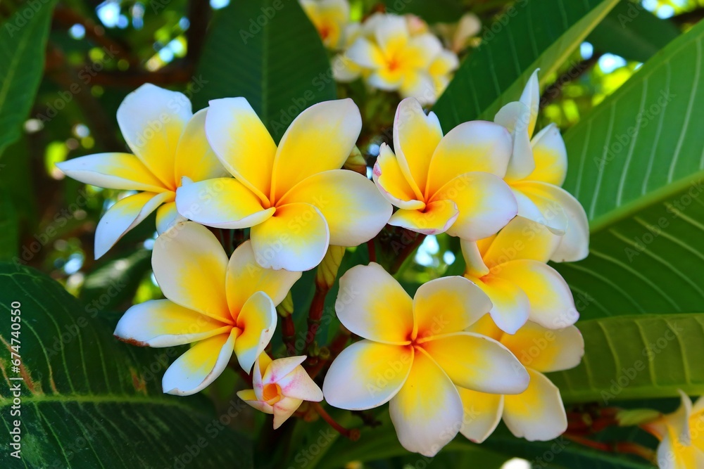 Fresh blooming green plant in the garden. Close up detail, white yellow photography of flower. Fresh blooming green plant in the garden. Close up detail, white yellow photography of flower.