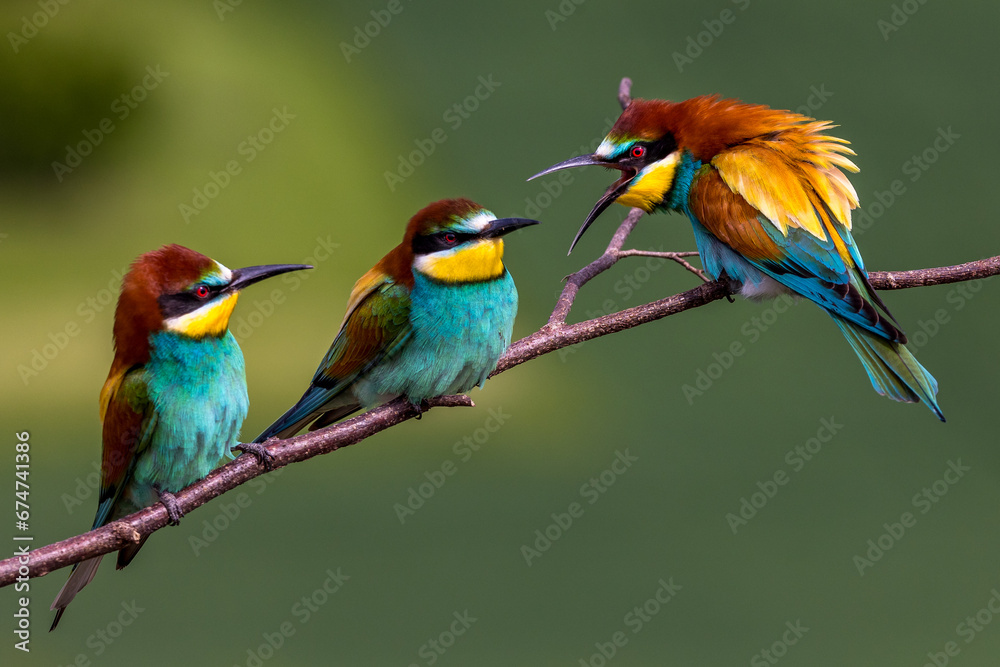 Bienenfresser (Merops apiaster) Bienenfresser (Merops apiaster)