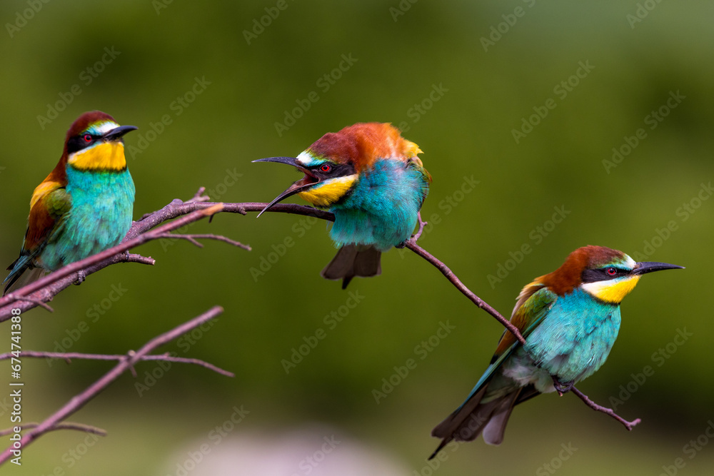 Obraz premium Bienenfresser (Merops apiaster)