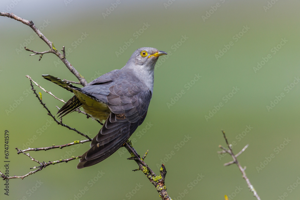 Fototapeta premium Kuckuck (Cuculus canorus)