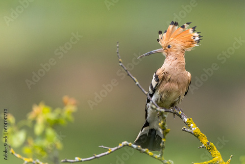 Wiedehopf (Upupa epops)