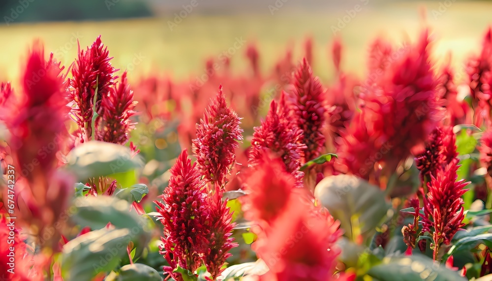 Celosia flower in field with blur background Celosia flower in field with blur background
