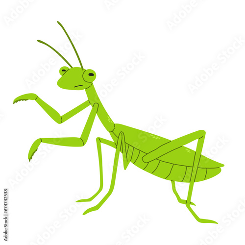 Green mantis vector flat style on white background. Vector illustration. Large predator insect. 