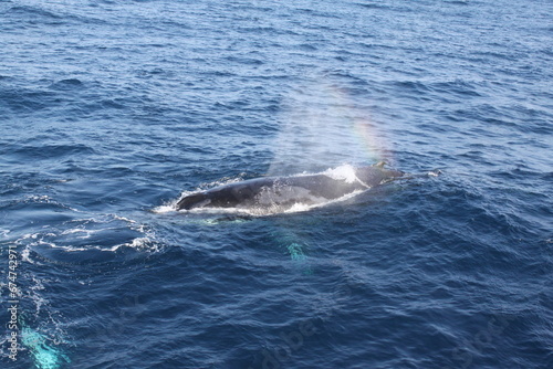 indian ocean wale