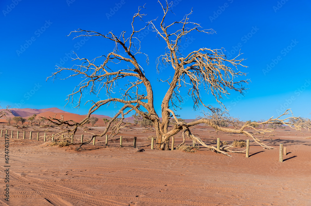 A view of a lone dead tree in front of the sand dunes in Sossusvlei, Namibia in the dry season