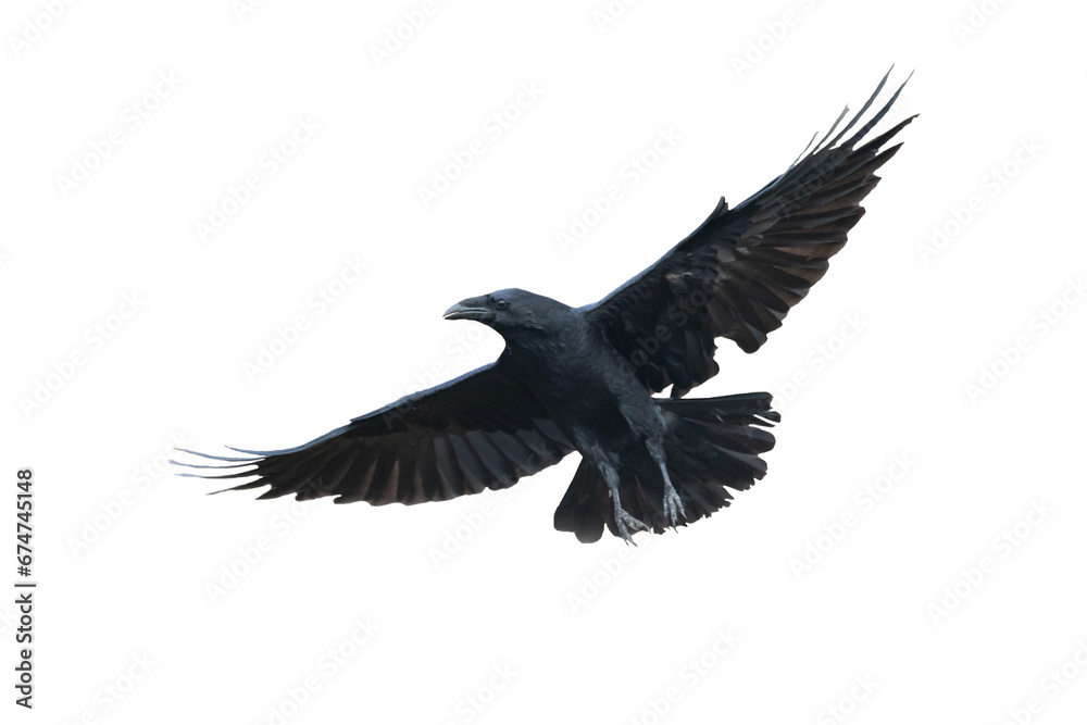 Birds flying raven isolated on white background Corvus corax. Halloween, silhouette of a large black bird in flight cut out on a white background for use in graphic arts Birds flying raven isolated on white background Corvus corax. Halloween, silhouette of a large black bird in flight cut out on a white background for use in graphic arts