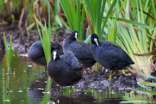 coot in the pond © NorthernPixl