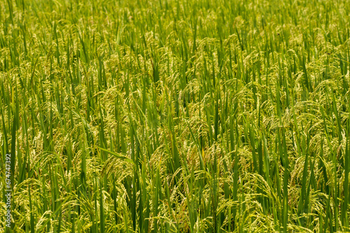Rice crop photo
