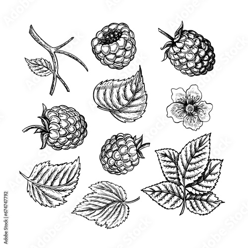 Set of raspberries, berries, leaves and flowers, hand drawn black and white graphic vector illustration. Isolated on a white background. For packaging, labels, banners and menus, textiles and posters.