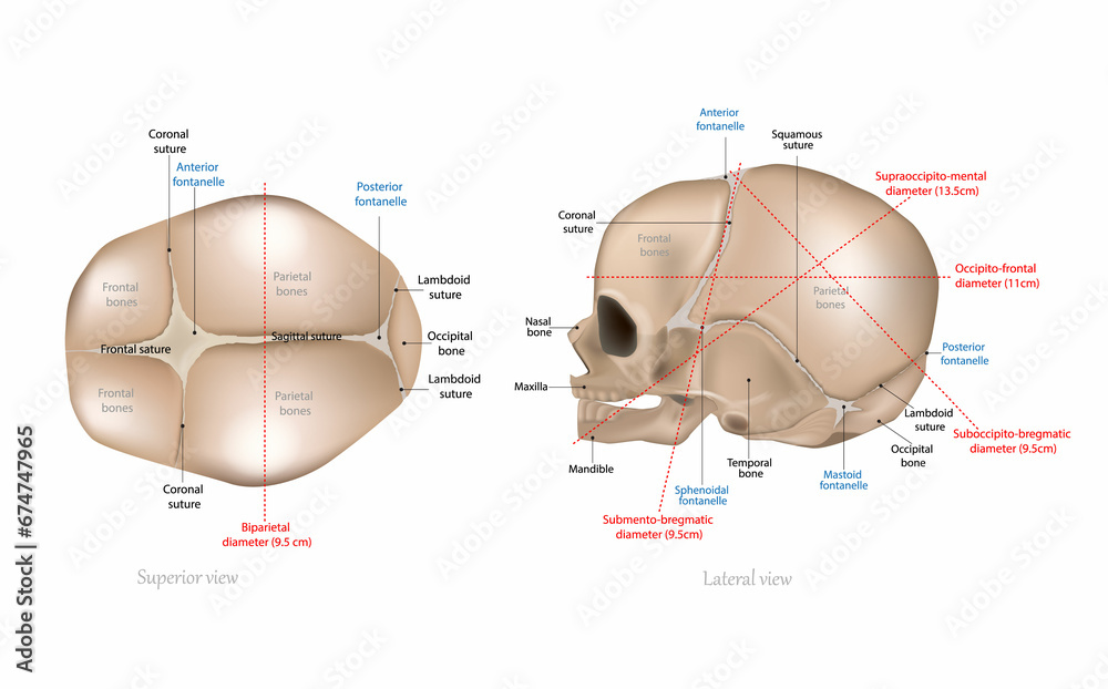 Photography Fetal Skull Dimensions
