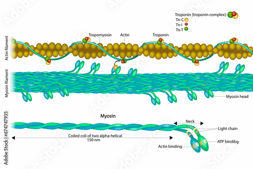 Actin filament and Myosin filament. Structure Myosin. Muscle Actin myosin interaction. Troponin photo