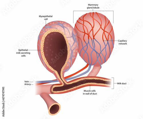 Mammary Gland lobule and Anatomy of the Breast. Epithelial milk-secreting cells. Mammary Alveoli and Myoepithelial cell.