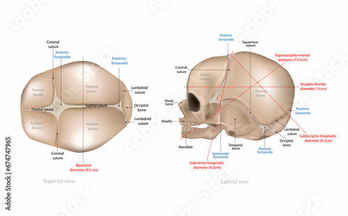 Fetal Skull Dimensions. Superior view and Lateral view of the fetal skull showing the sutures, fontanelles, and transverse diameters. Anatomy Newborn Skull. photo