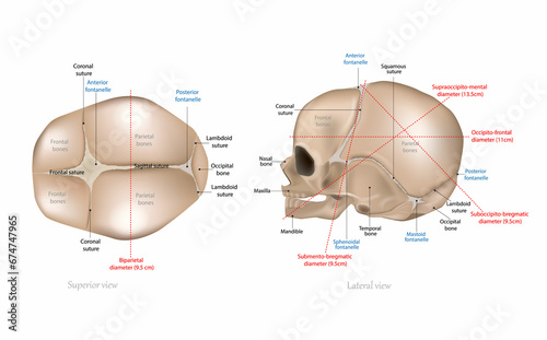 Obraz na płótnie Fetal Skull Dimensions