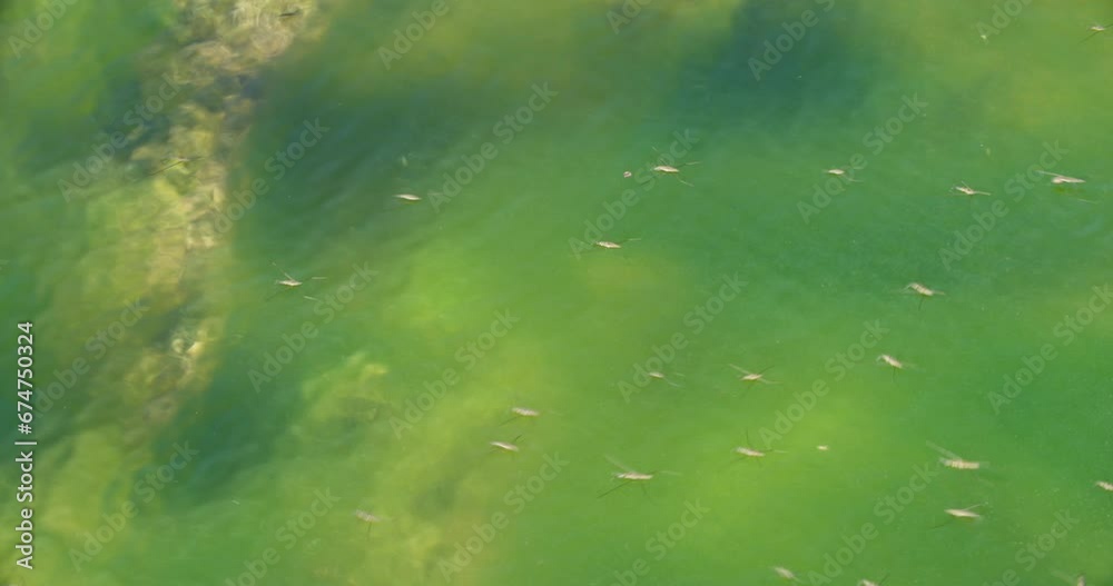 River skaters (Gerris najas) insects on the surface of the Zrmanja River River skaters (Gerris najas) insects on the surface of the Zrmanja River